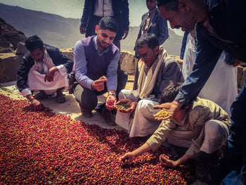 Yemen Anaerobic Slow Dry 4 Day Natural Al-Khanshali Estate V