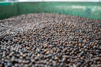 Colombia Pineapple & Raspberry Co-Ferment