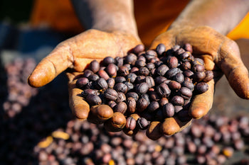 Ethiopia Honey Sidama