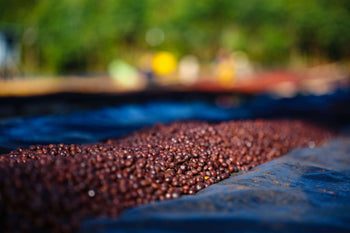 Ethiopia Honey Sidama