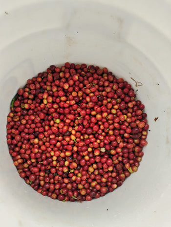 Colombia 72hr Aerobic Natural Ethiopia Landrace