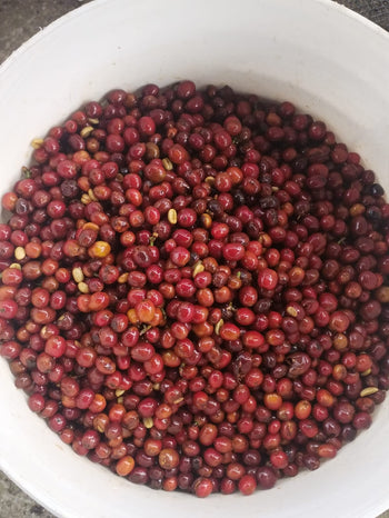 Colombia 72hr Aerobic Natural Ethiopia Landrace