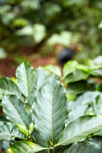 Bolivia Gesha Natural
