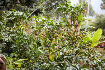 Bolivia Gesha Natural