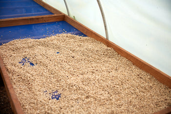 Bolivia Gesha Natural