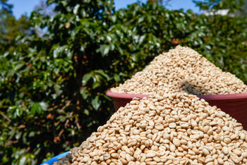 Guatemala Red Pacamara Anaerobic In Cherry Washed