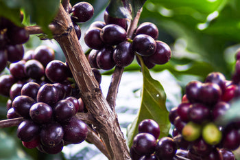 Guatemala Red Pacamara Anaerobic In Cherry Washed