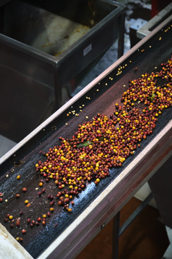 COSTA RICA LAURINA BLACK DIAMOND NATURAL