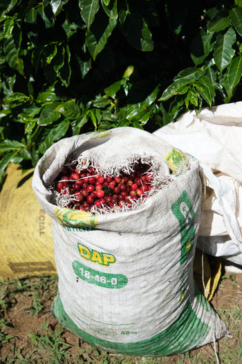 COSTA RICA LAURINA BLACK DIAMOND NATURAL