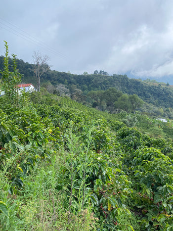 VENEZUELA ANAEROBIC HOHEY