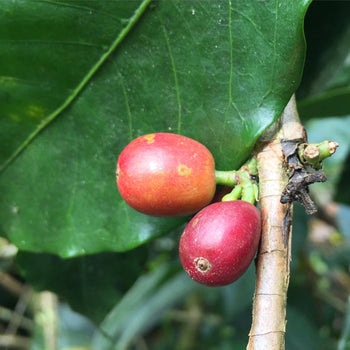 Ecuador Typica Honey Finca Hakuna Matata