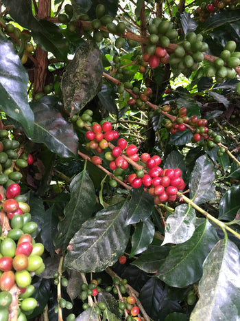 Ecuador Typica Honey Finca Hakuna Matata