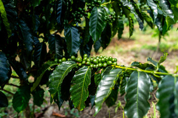 Colombia Pineapple & Raspberry Co-Ferment
