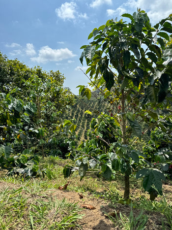 Colombia Pineapple & Raspberry Co-Ferment