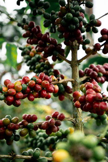 Colombia Pink Bourbon Peach Co-Ferment