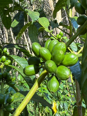 Ecuador GESHA WAVE WASHED