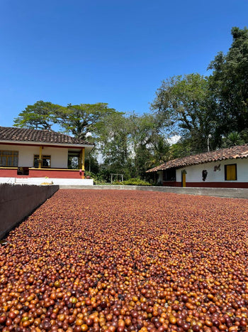 Colombia Pink Bourbon Natural
