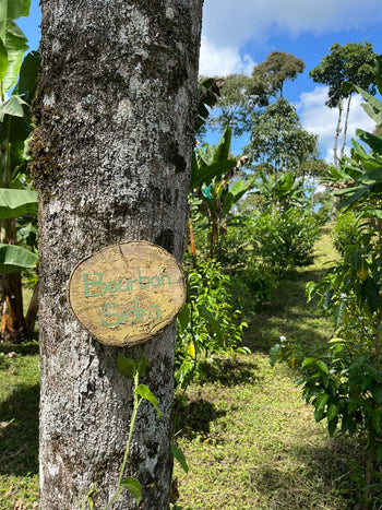 Colombia Pink Bourbon Natural