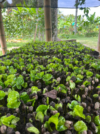Colombia Pink Bourbon Natural