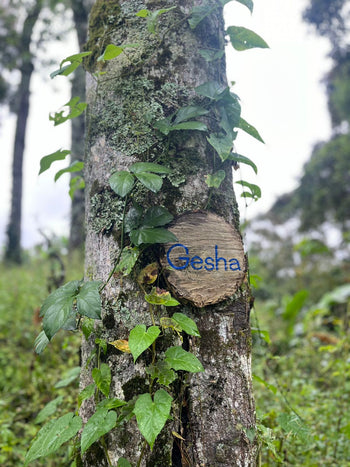 Colombia Pink Bourbon Natural