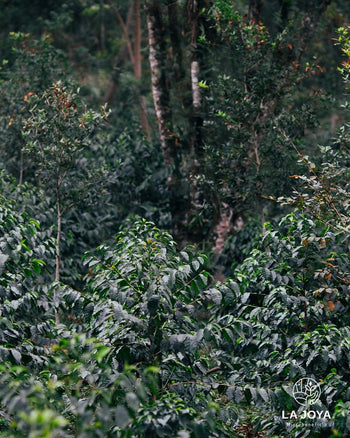MEXICO PINK BOURBON NATURAL DIAMANTE