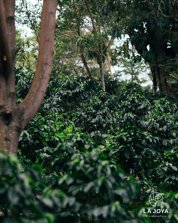 MEXICO PINK BOURBON NATURAL DIAMANTE