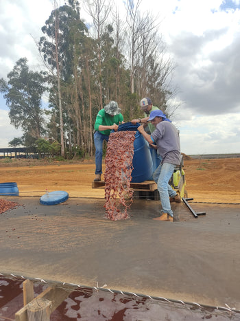 BRAZIL ANAEROBIC NATURAL PINEAPPLE FERMENTATION