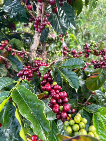 Colombia Geisha Anaerobic Washed