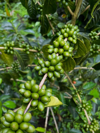 Colombia Geisha Anaerobic Washed