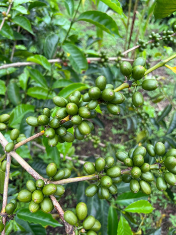 Colombia Geisha Anaerobic Washed