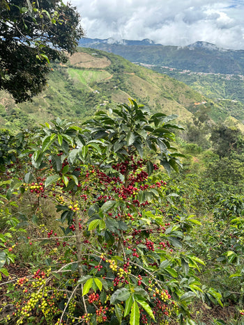 Colombia Geisha Anaerobic Washed