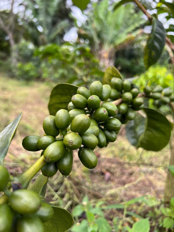Colombia Geisha Natural