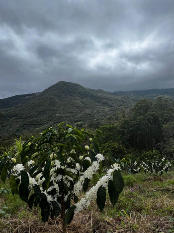 Colombia Geisha Natural