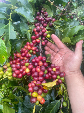 Colombia Geisha Natural