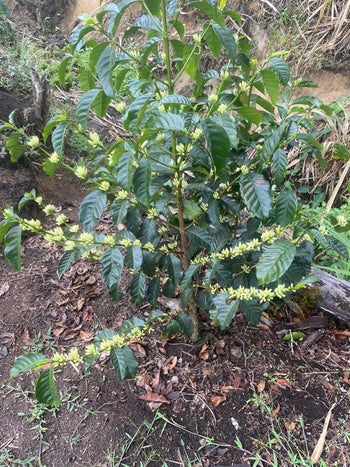 Colombia Geisha Natural