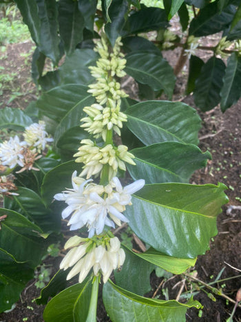 Colombia Geisha Natural