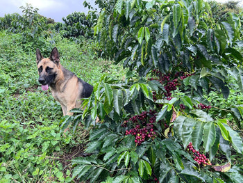 Colombia Geisha Natural