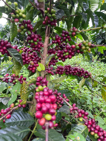 Colombia Geisha Natural