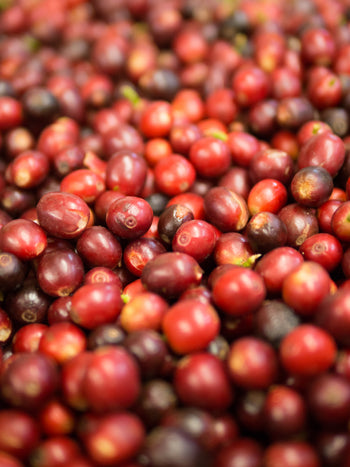 Yemen Anaerobic Slow Dry 4 Day Natural Al-Khanshali Estate V