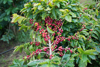 Yemen Anaerobic Slow Dry 4 Day Natural Al-Khanshali Estate V