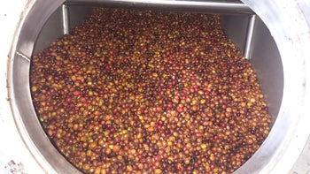 Colombia Gesha Carbonic Maceration Sun Dried Natural