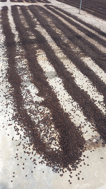 Colombia Gesha Carbonic Maceration Sun Dried Natural
