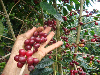 COSTA RICA GESHA NATURAL
