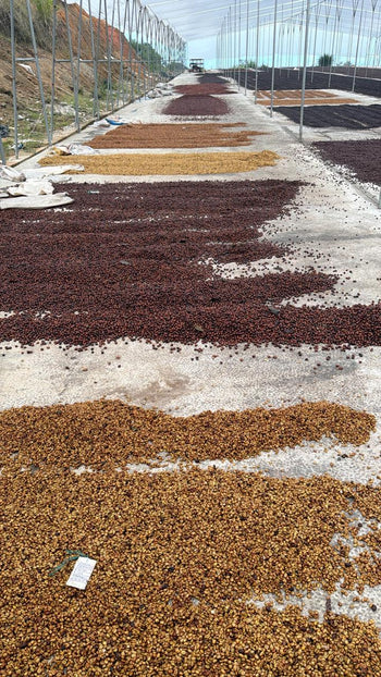 Colombia Modern Washed SL28 LOT 1