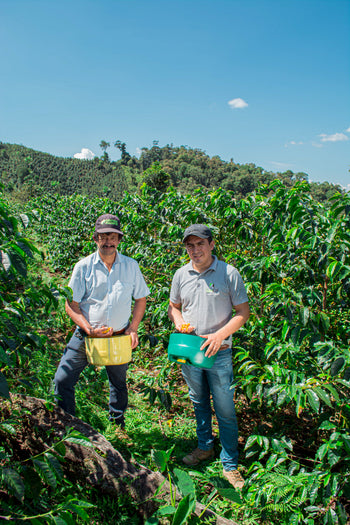 Peru Finca Ecológica Gesha Washed