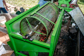 Peru Finca Ecológica Gesha Washed