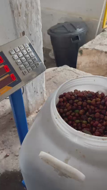 Colombia Pink Bourbon Natural