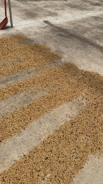 Colombia Modern Washed SL28 LOT 1