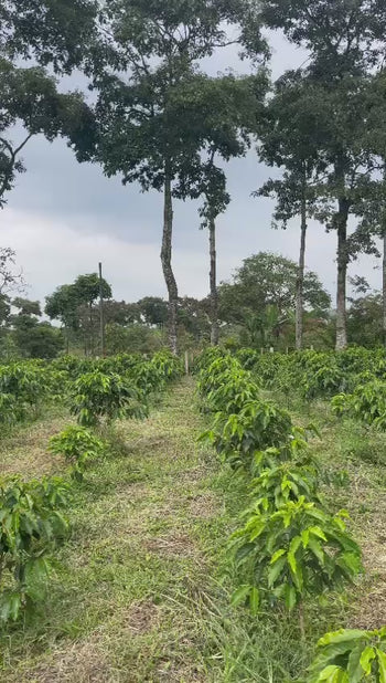Colombia Pink Bourbon Natural